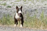 BULL TERRIER 030